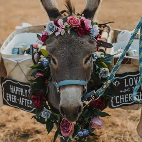 Donkey Wedding Hire